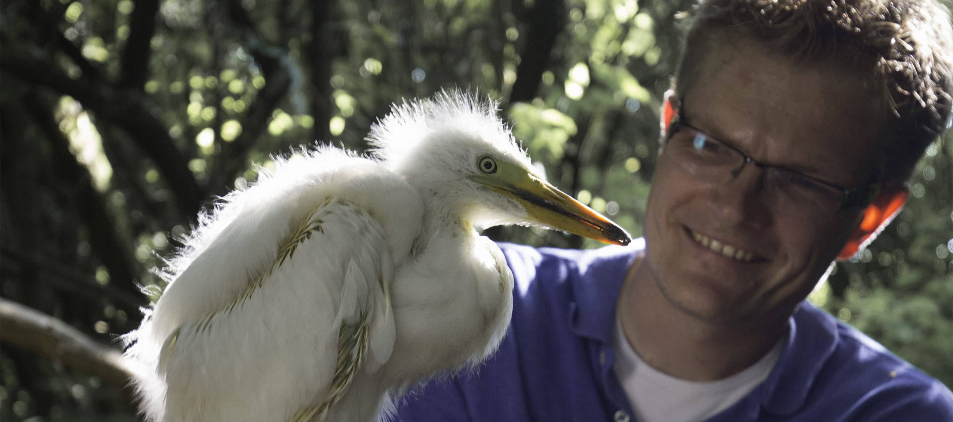 Roland Jan Met Kuiken Grote Zilverreiger Foto Riet Pijnappels 1