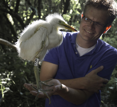 Roland Jan Met Kuiken Grote Zilverreiger Foto Riet Pijnappels 1